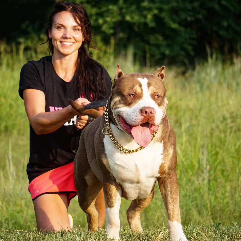 red nose American bully XL dog