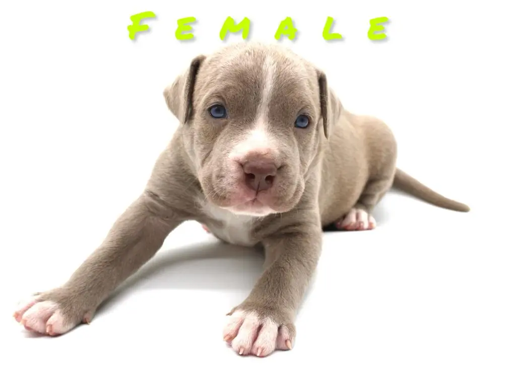 Oklahoma pitbull puppies for sale 
