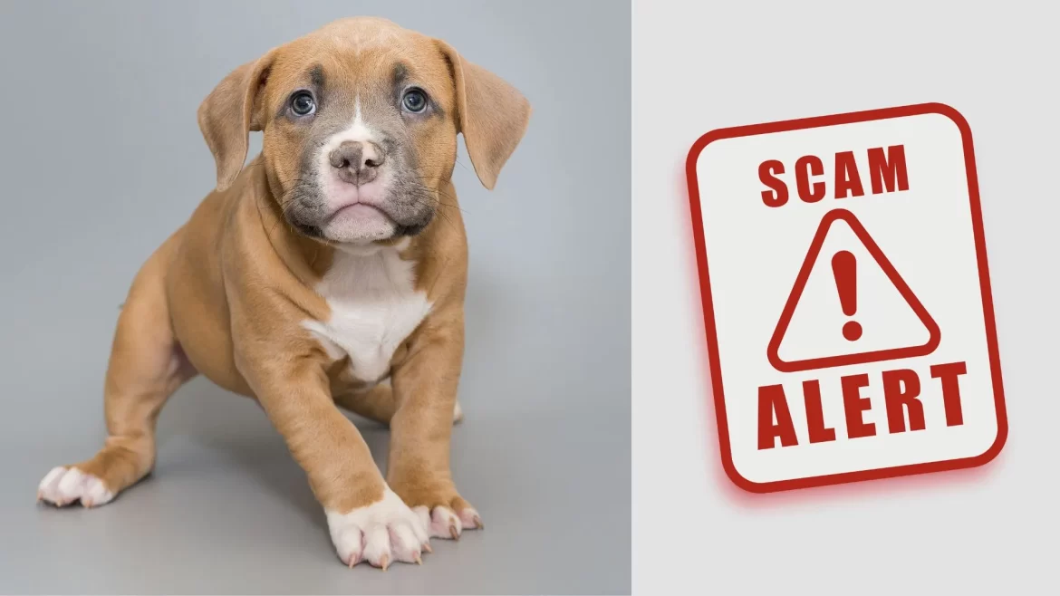 Avoid Puppy Scams