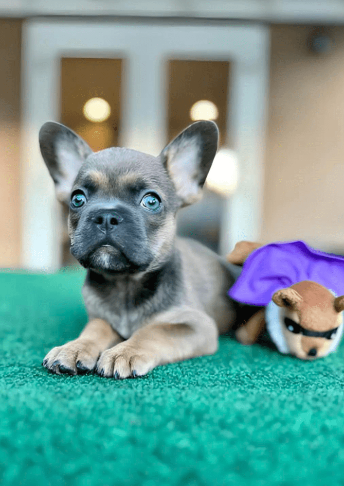 Fluffy french bulldog puppies for sale