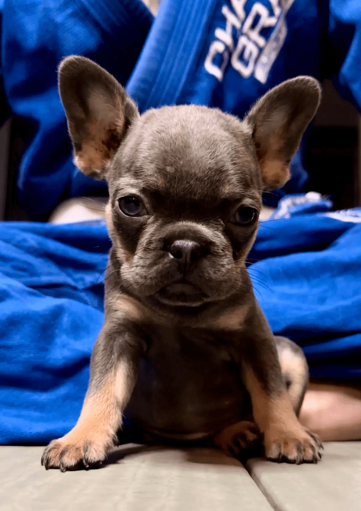 Teacup French bulldog puppies for sale