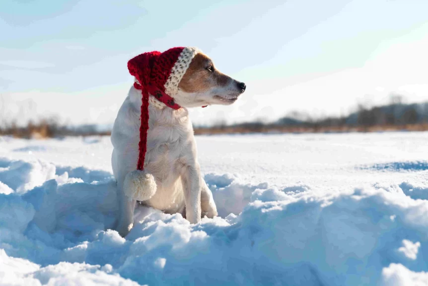 dog warm in winter