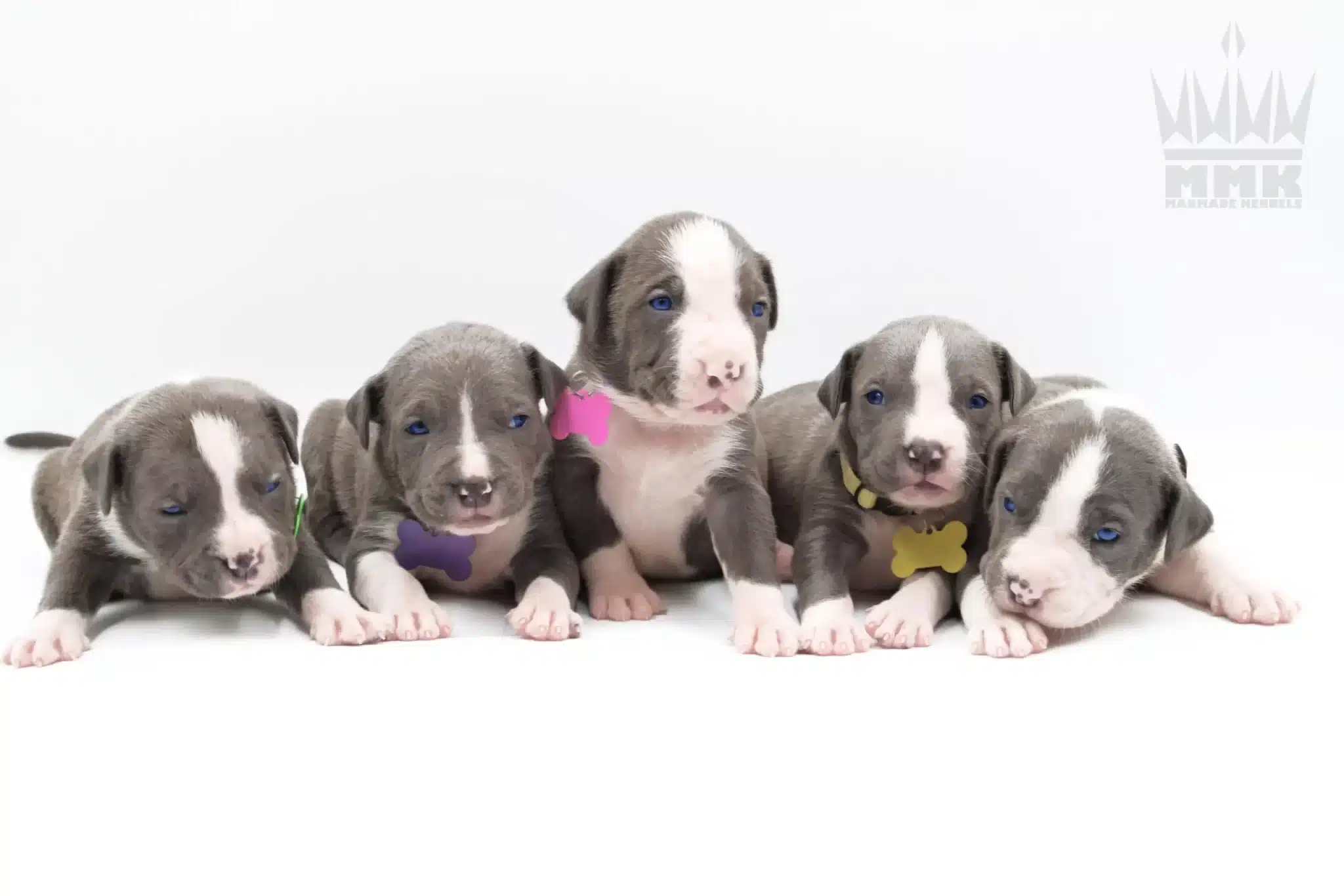 Featured image for “What Does Pick of the Litter Mean? Explaining “Pick” When Selecting Pitbull Puppies.”