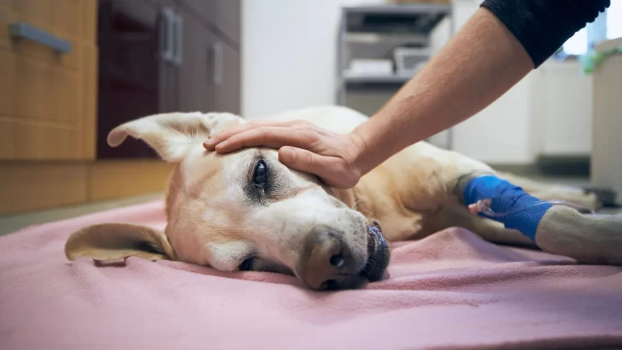CPR for dogs