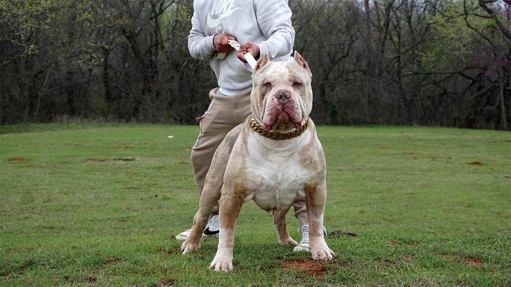 XXL Merle American bully