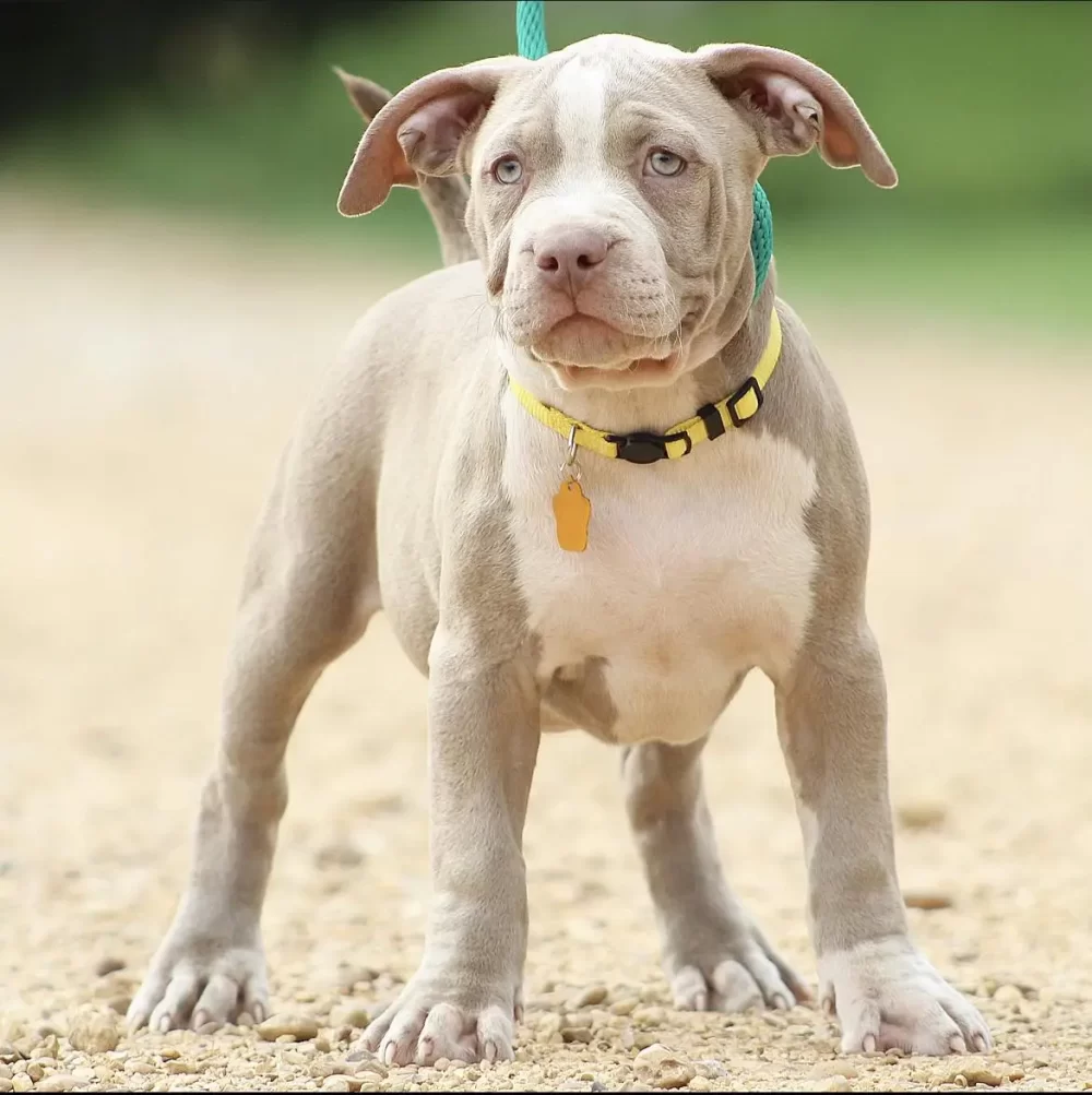 pitbull puppy training