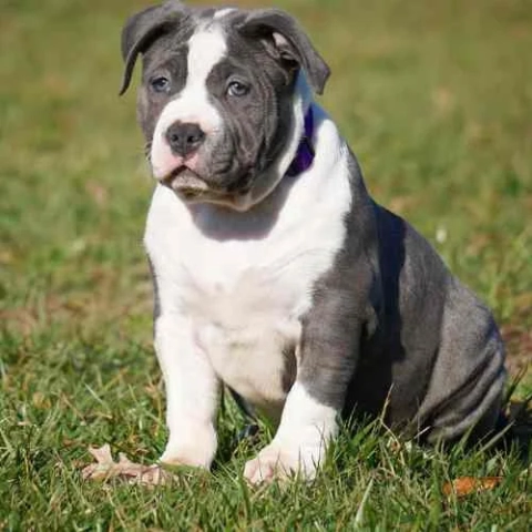 black and white pitbull puppy for sale