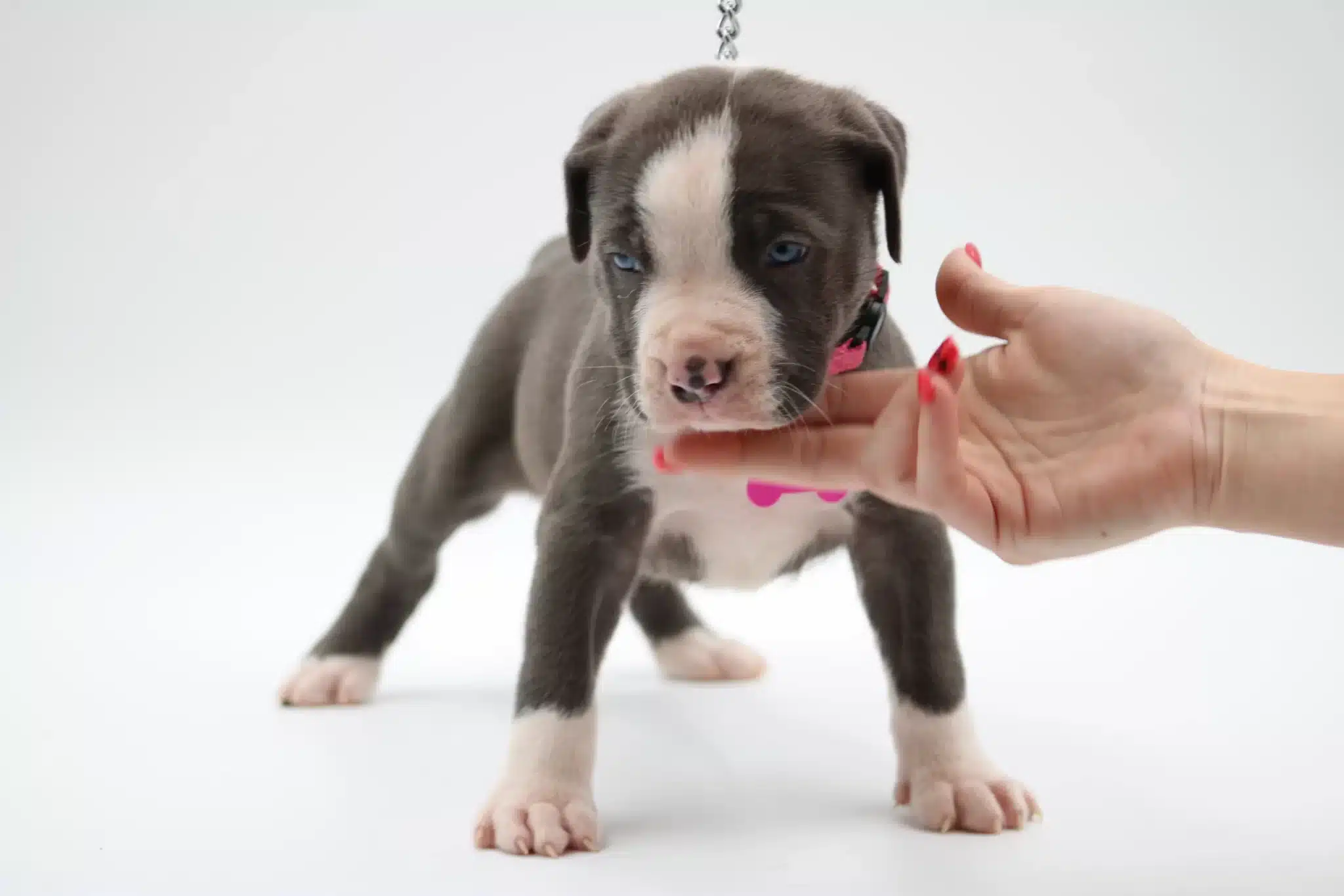 blue nose pitbull puppies for sale