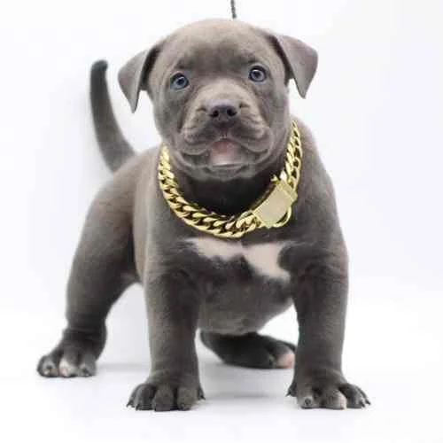 blue nose pitbull puppy for sale near me