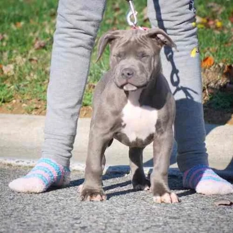 bluenose pitbull puppy for sale