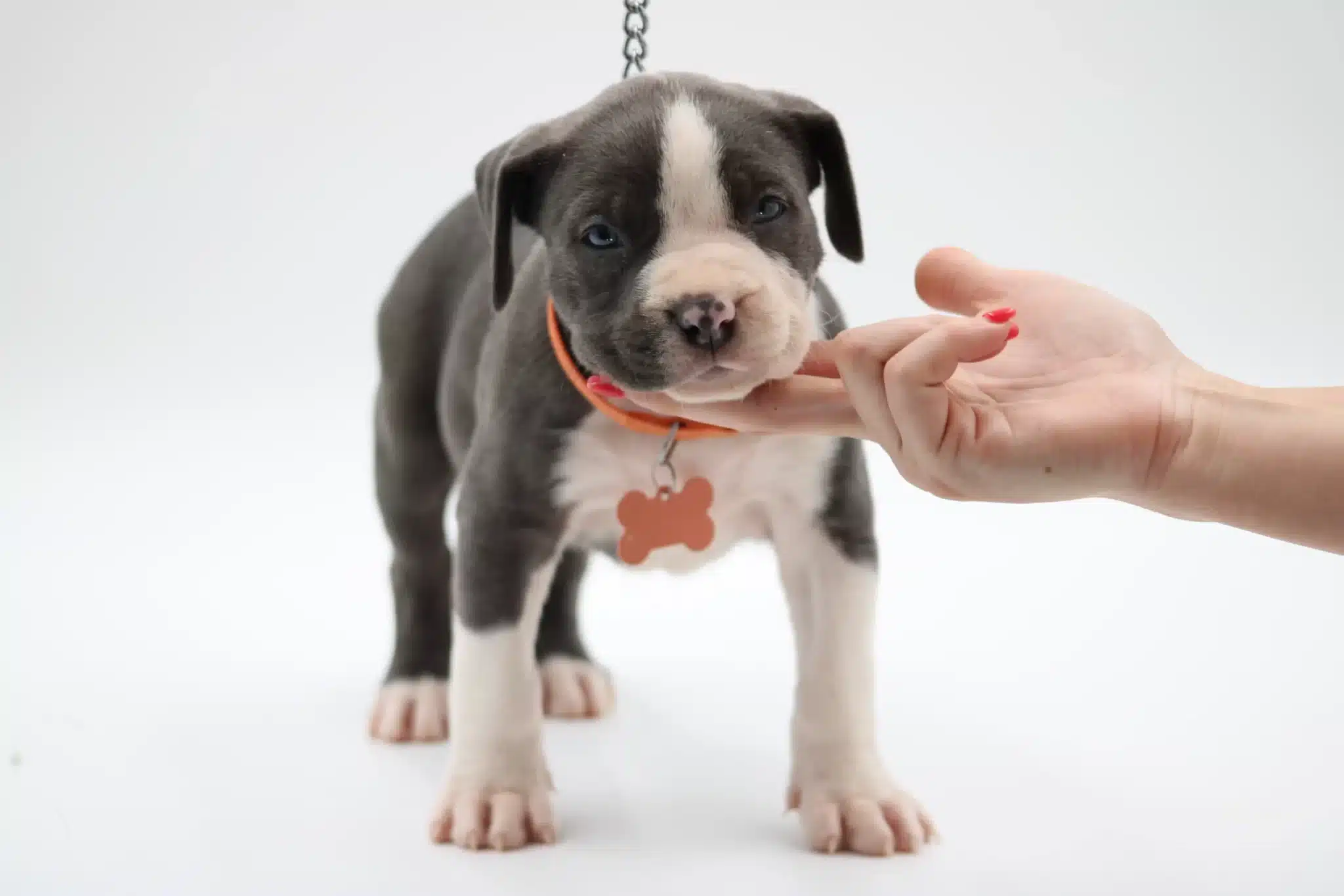 blue nose pitbull puppy for sale near me