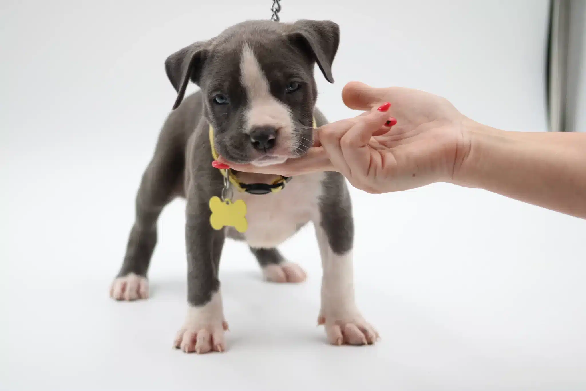 pitbull xl puppies for sale