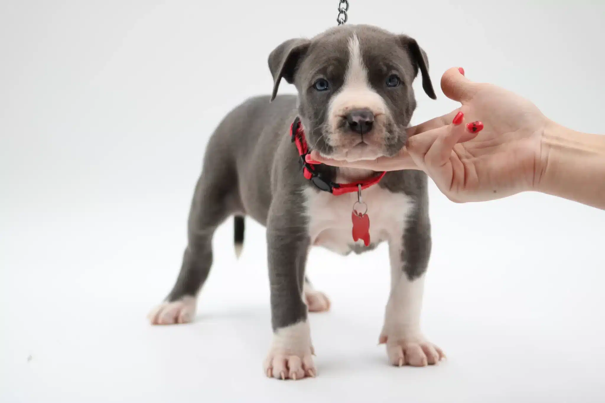 manmade kennels pitbulls for sale