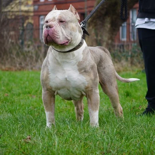 xl merle american bully puppy