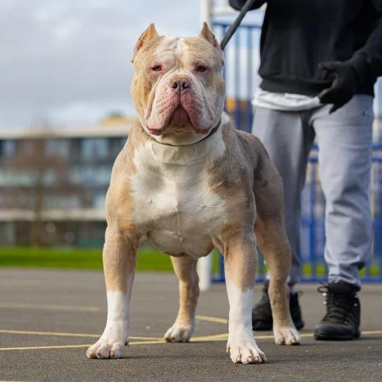 XL Merle Pitbull Puppies