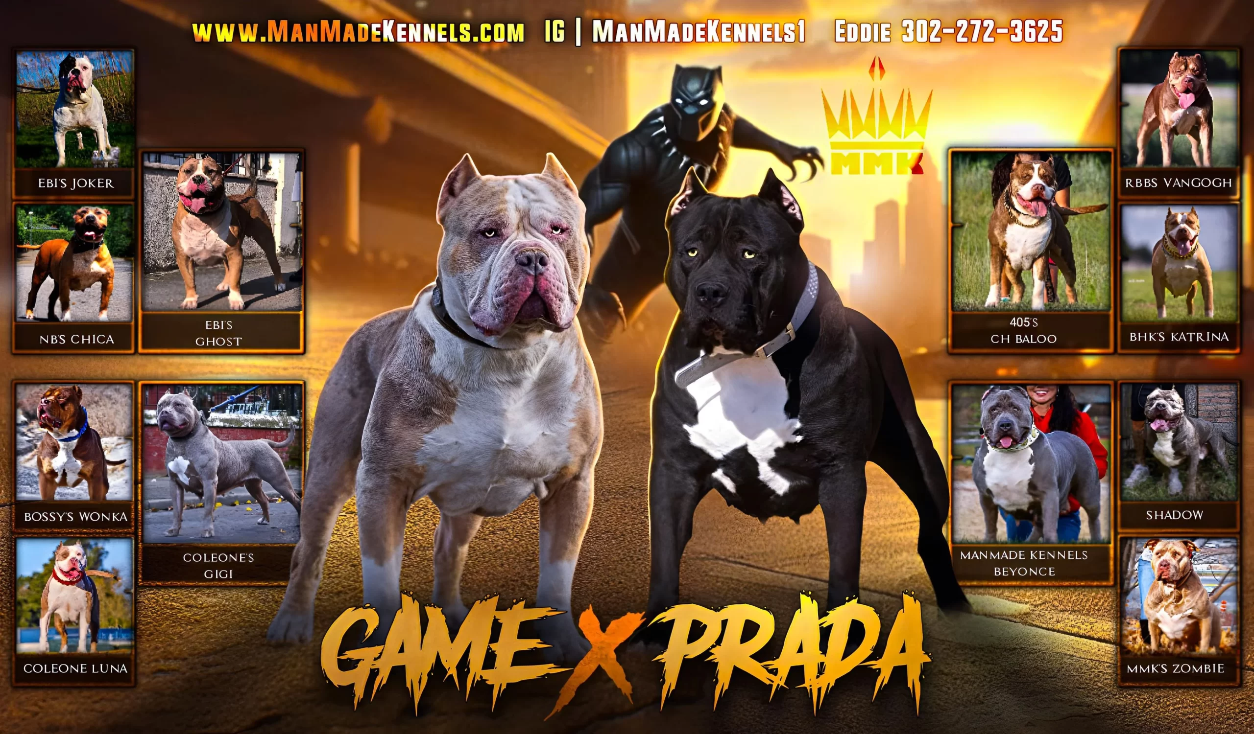 black panther pitbull puppies for sale