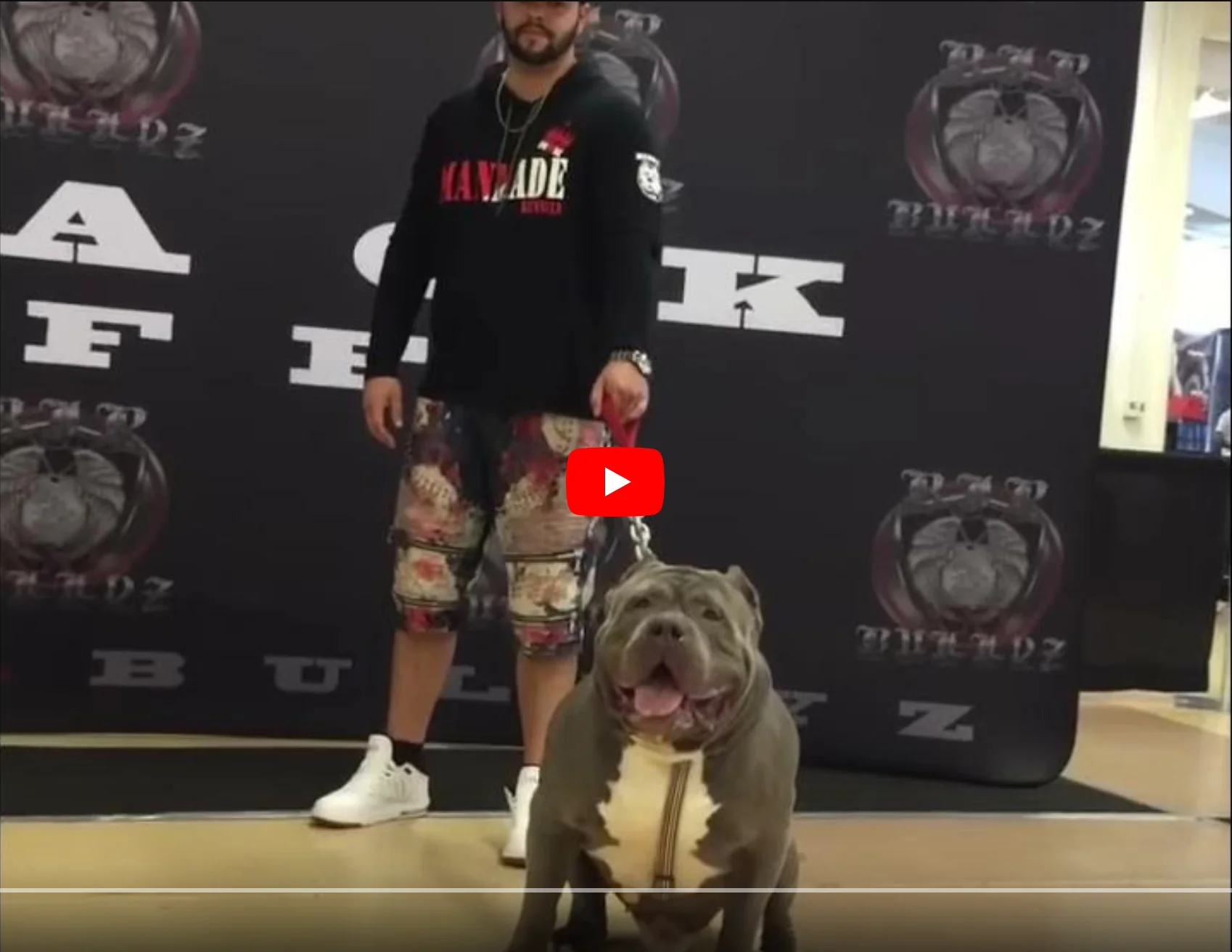 XXL Bluenose pitbull dog