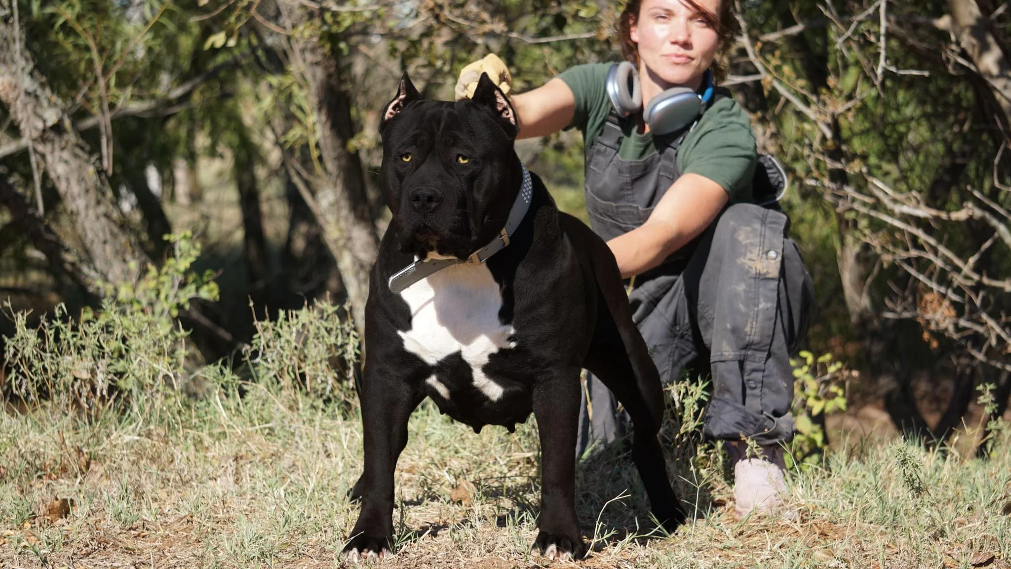 black and white pitbull
