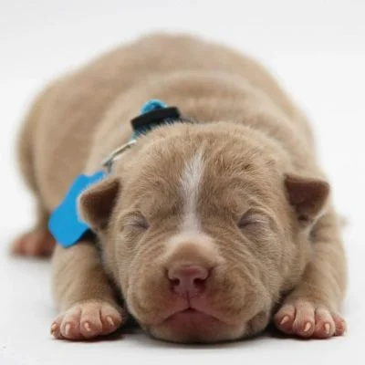 American pitbull puppies for sale