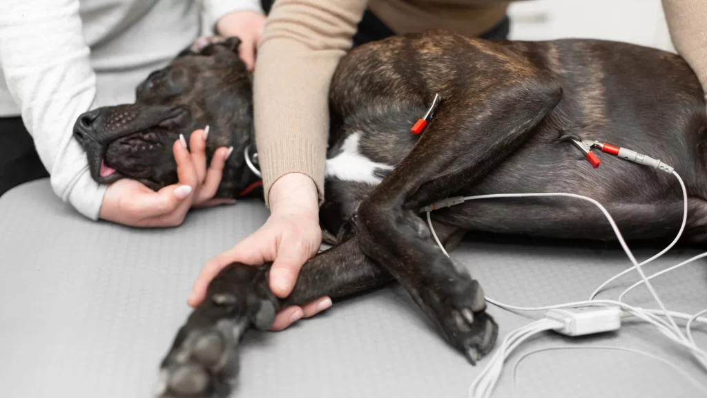 How to do dog cpr