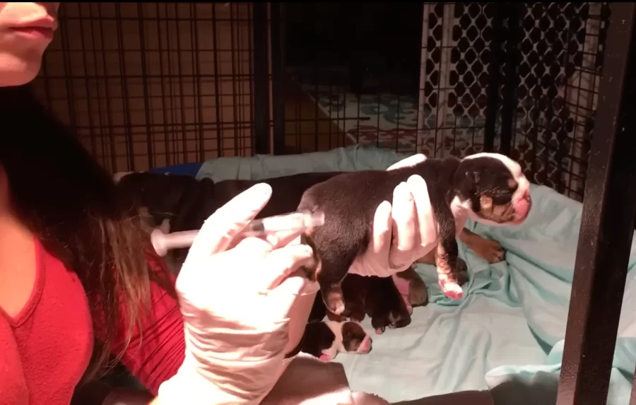 Enema for dogs