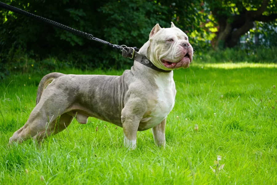 Flea and Tick Prevention for dogs