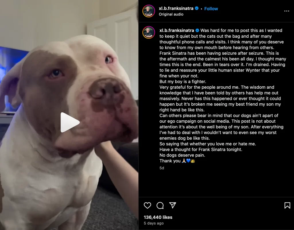 What does a dog head tremor look like?