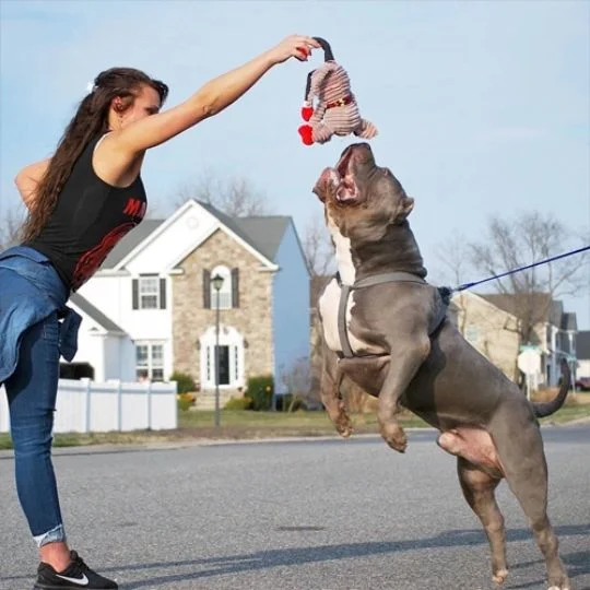 best bluenose pitbull stud