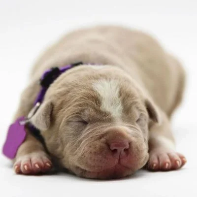 pitbull puppies for sale near me in Colorado