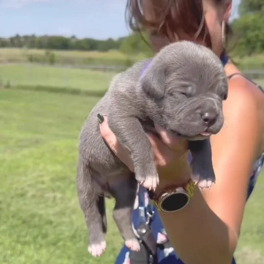 blue nose pitbull puppies for sale