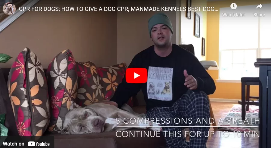 CPR for dogs