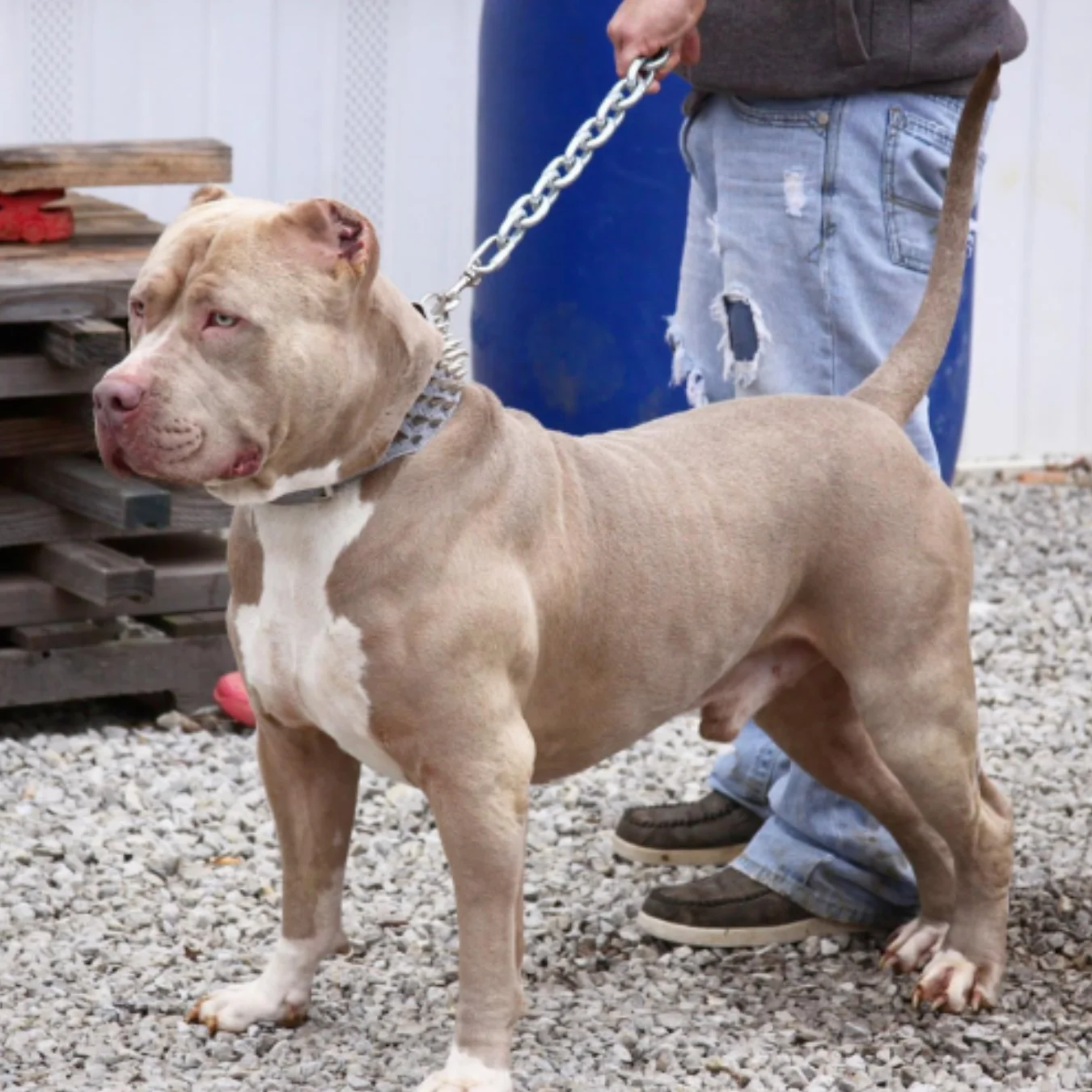 Red nose pitbull dog