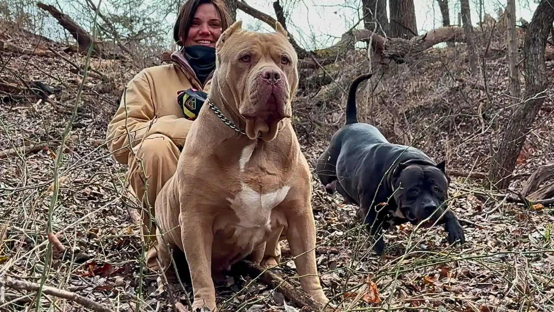 Reputable pitbull breeder