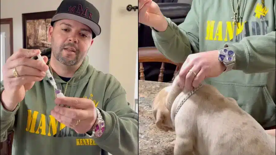 How to Vaccinate A Puppy at Home