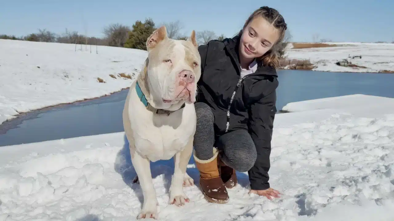 Featured image for “Lilac XL Bully Puppies: What Makes This Rare Color So Special?”