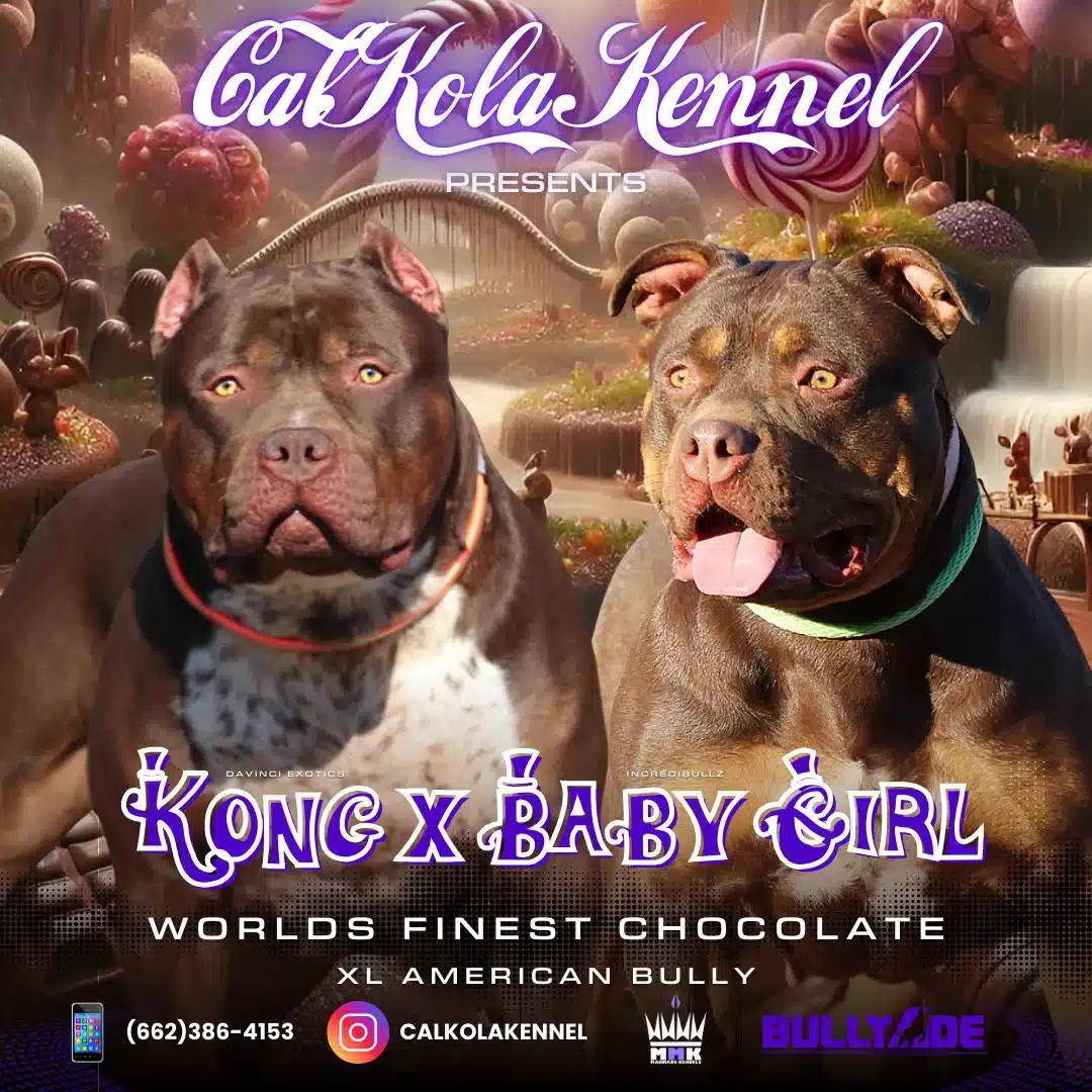 American Bully Puppies for Sale 2025