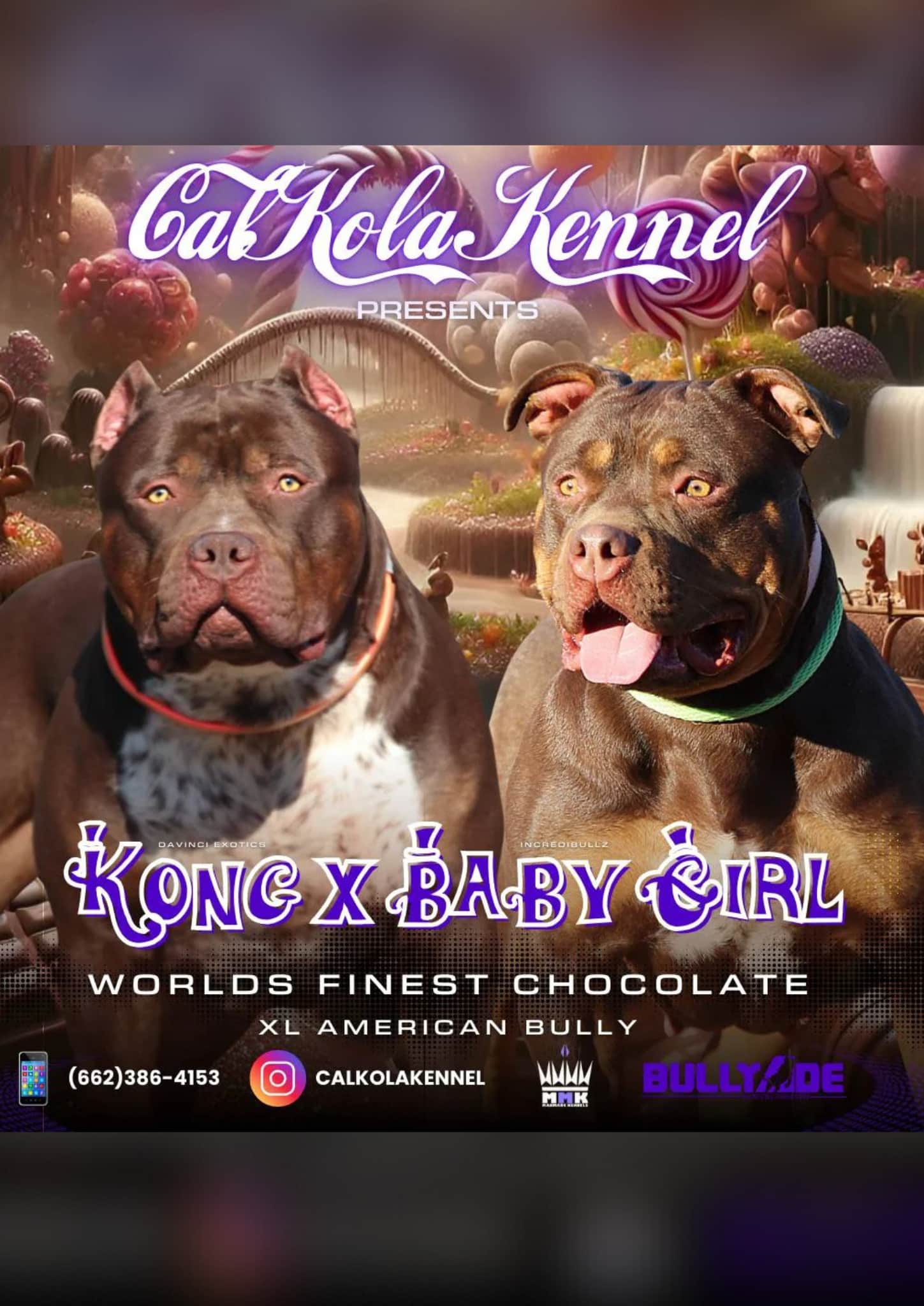 American bully puppies near me
