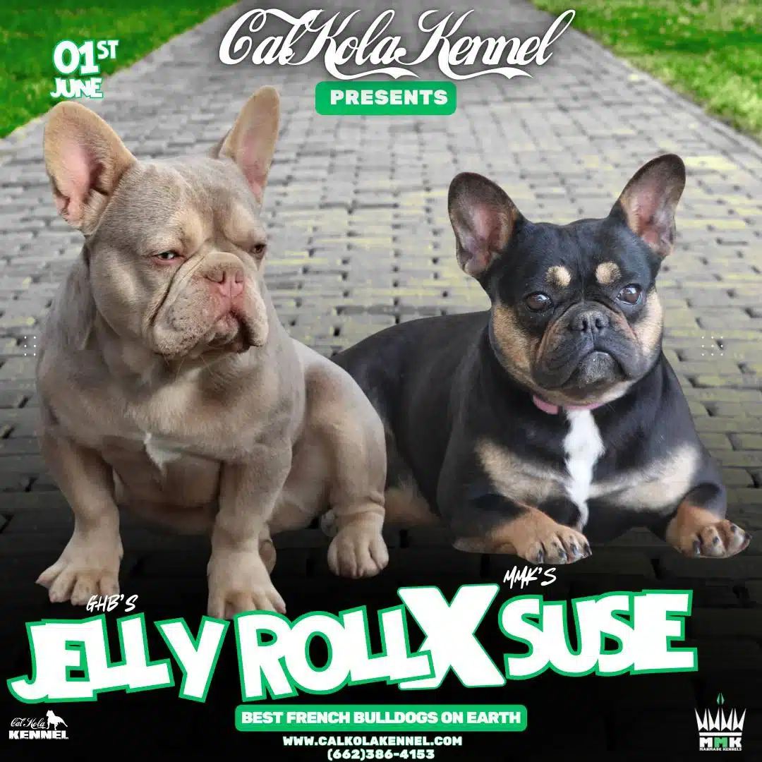 French bulldog puppies for sale
