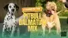 The Complete Guide to Pitbull Dalmatian Mix Dogs: Meet the Bullmatian