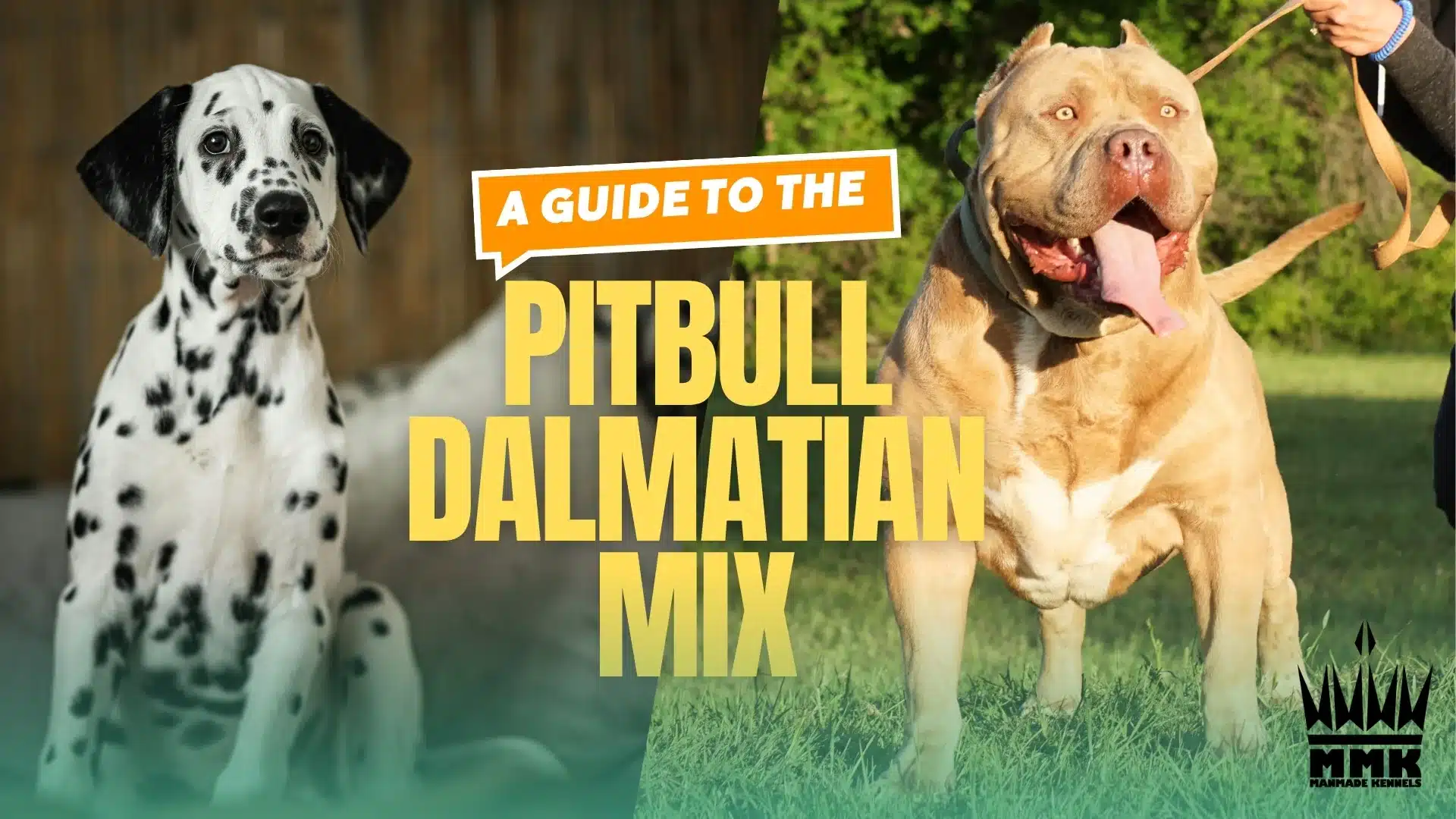 Featured image for “The Complete Guide to Pitbull Dalmatian Mix Dogs: Meet the Bullmatian”
