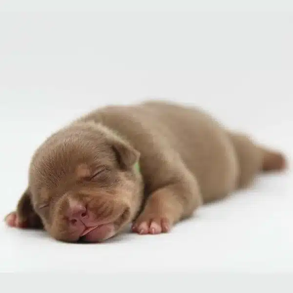 Xl pitbull puppies