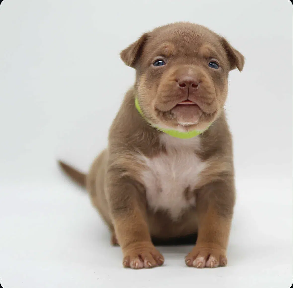 American bully puppy for sale