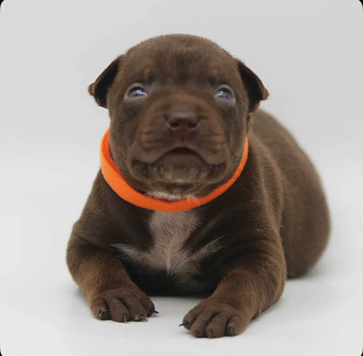 Xl pit bull puppy