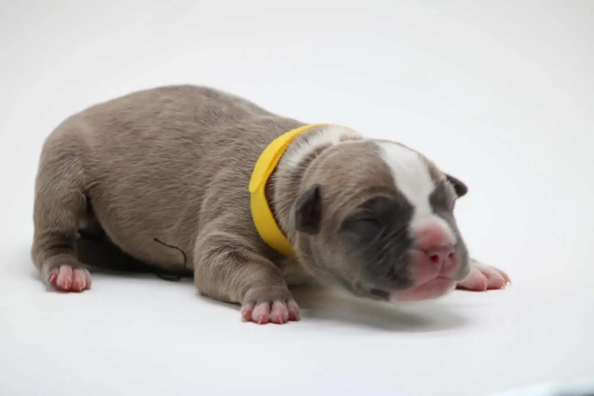 American bully puppies sale