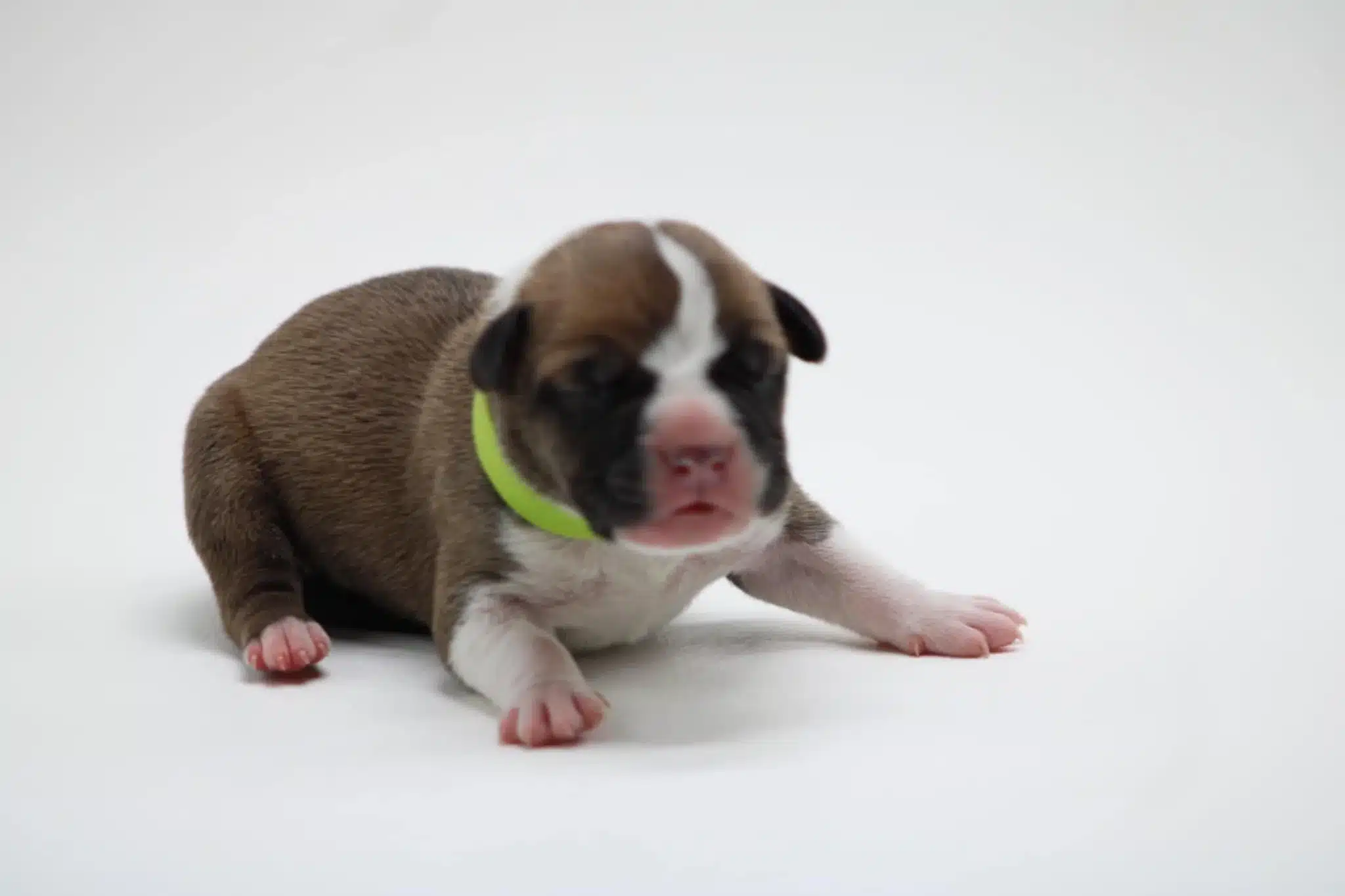 American bully puppy for sale