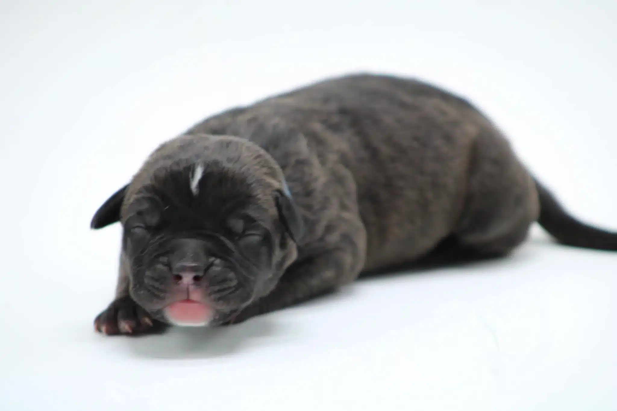 Xl american bully puppies