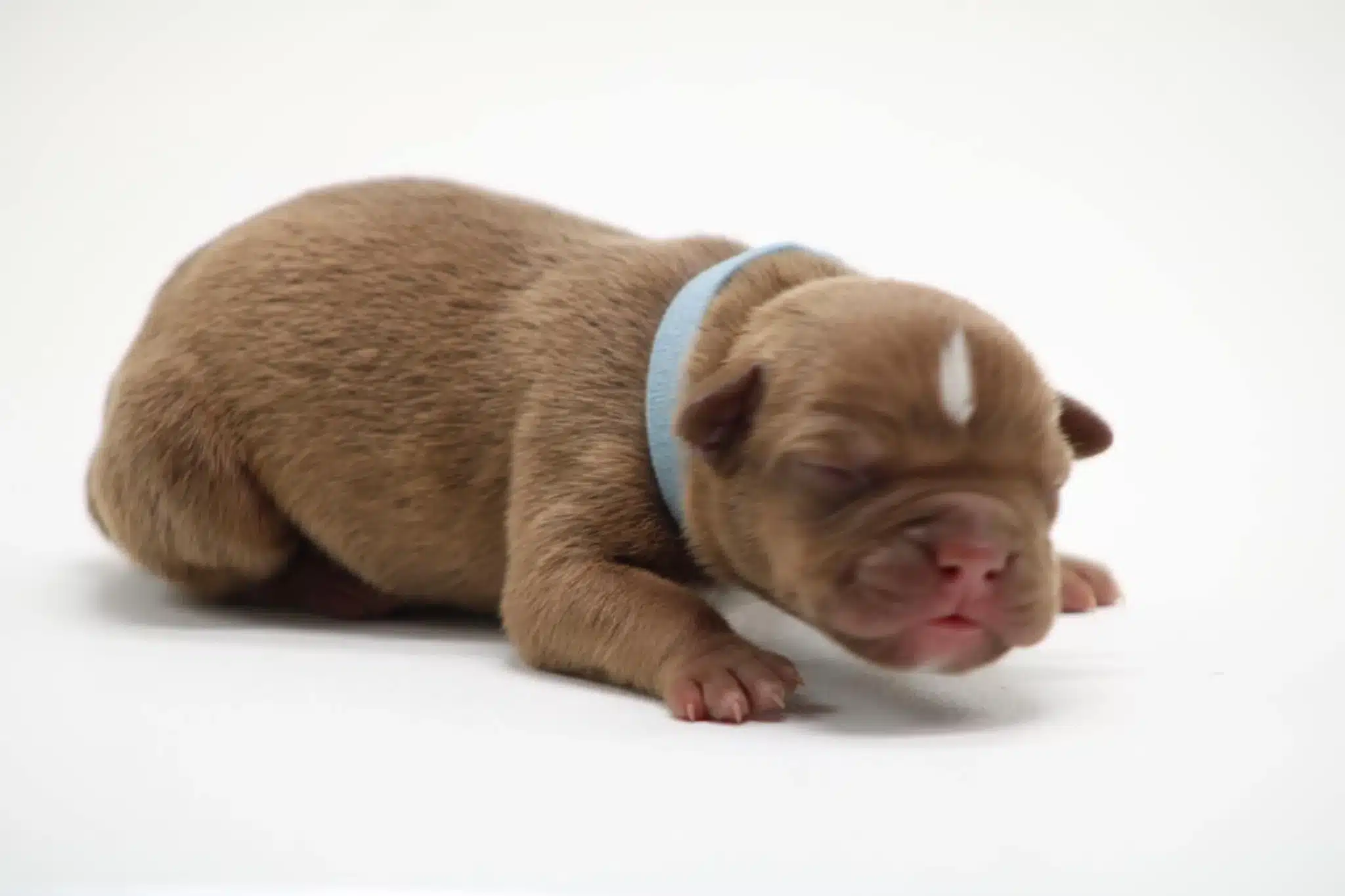 Xl pitbull puppies for sale