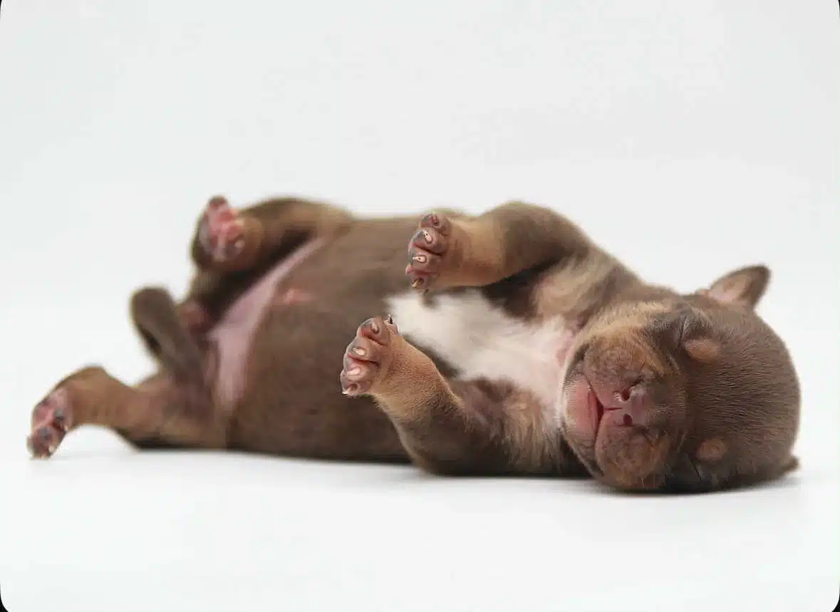 Xl pitbull puppies for sale