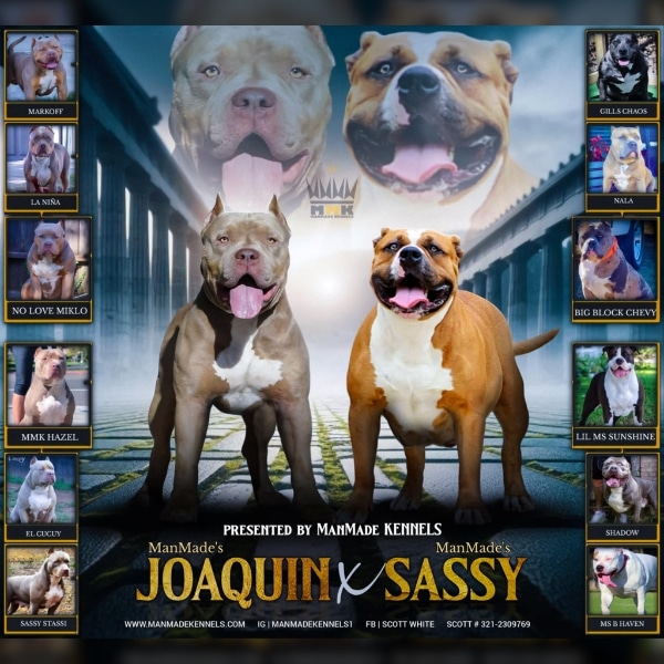 Xl pitbull puppies near me
