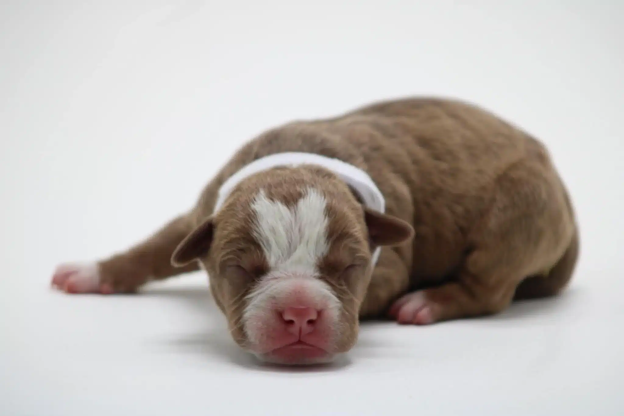 American bullies puppies for sale